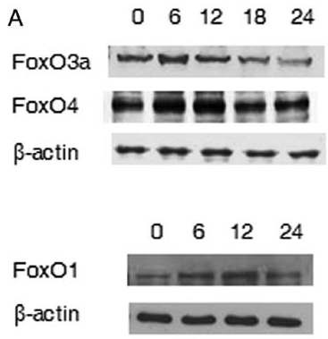 Fig. 6. Time-dependent expression of FoxOs in AA treated A549 cells.