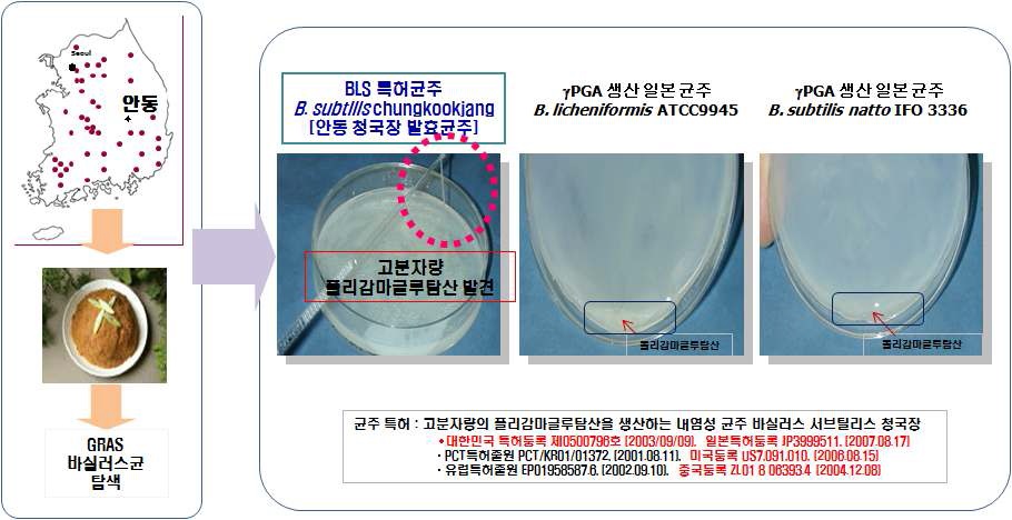 그림 7. 폴리감마글루탐산 생산 균주 확보.