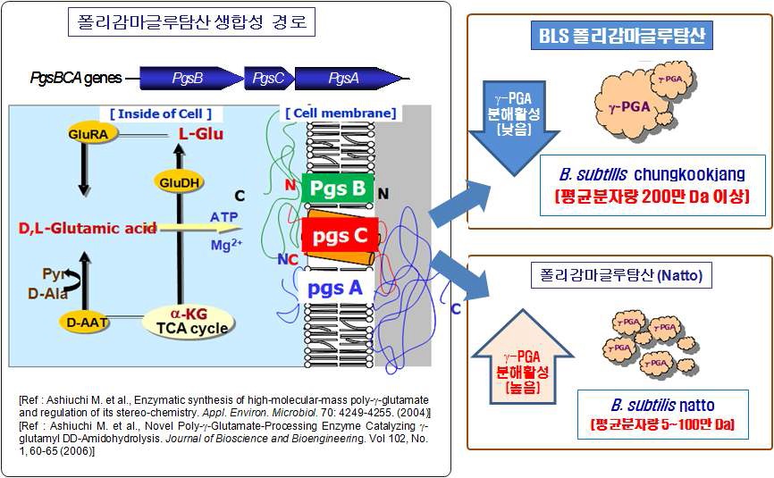 그림 8. 생산균주간의 폴리감마글루탐산 생합성 및 분해 활성의 차이점.