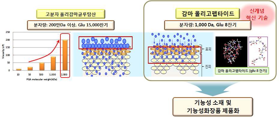 그림 1. 기능성소재 감마올리고펩타이드의 기능성 화장품 제품화.