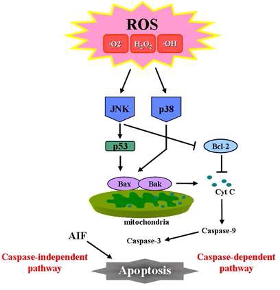 Fig. 2. The intracellular signaling pathway on ROS-induced apoptosis