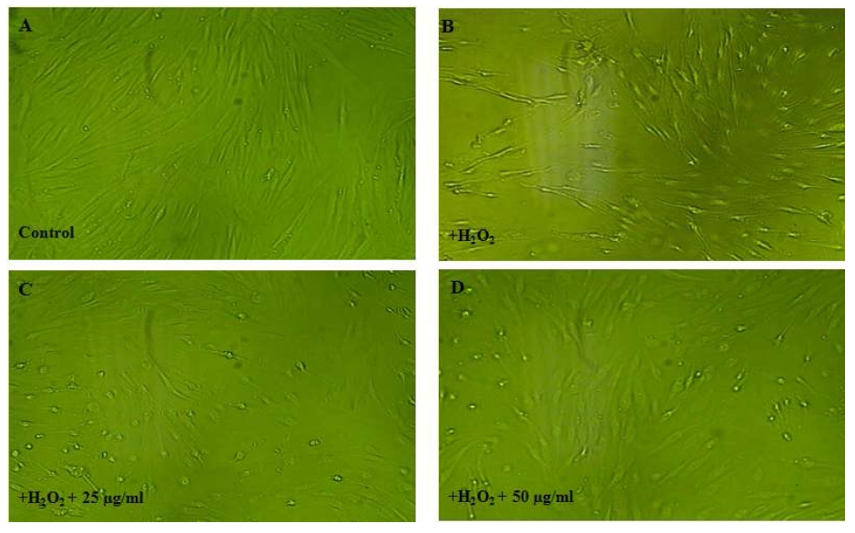 Fig. 15. Inhibitory effect of cordyceps militaris extract on morphological changes induced by H2O2