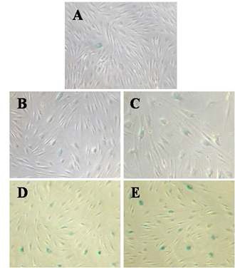 Fig. 20. Time course response of premature senescence in H2O2-exposed human dermal fibroblasts culture periods after removal of H2O2. (A) Control; (B-E) 1, 2, 4 or 7 days, respectively