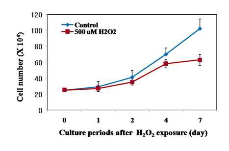 Fig. 21. The growth kinetics of control or H2O2-exposed human dermal fibroblasts