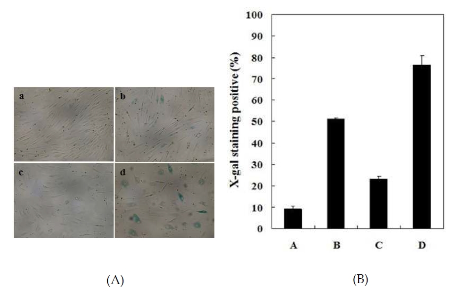 Fig. 22. Suppressible effect of cordyceps militaris extracts on H2O2?induced expression of SA-β-gal in human dermal fibroblasts