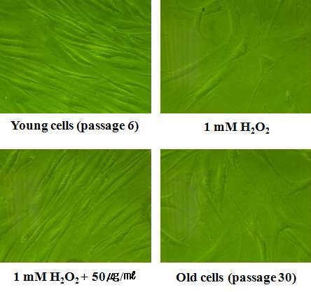 Fig. 23. Effect of cordyceps militaris extracts on morphological changes by premature senescence in human dermal fibroblasts induced by H2O2