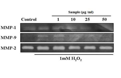 Fig. 24. Inhibitory effects of cordyceps militaris extract on elevated activity of MMP-1 and MMP-9 H2O2?treated human dermal fibroblasts