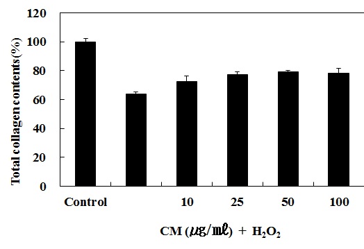 Fig. 25. Inhibitory effect of cordyceps militaris extract on degradation of collagen protein induced by H2O2 in human dermal fibroblasts