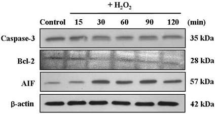 Fig. 26. Time course response of caspase-3, Bcl-2 and AIF in human dermal fibroblasts apoptosis induced by H2O2