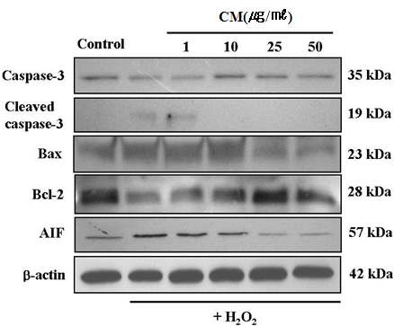 Fig. 27. Effects of cordyceps militaris extract on the expression of caspase-3, Bax, Bcl-2 and AIF in apoptosis induced by H2O2