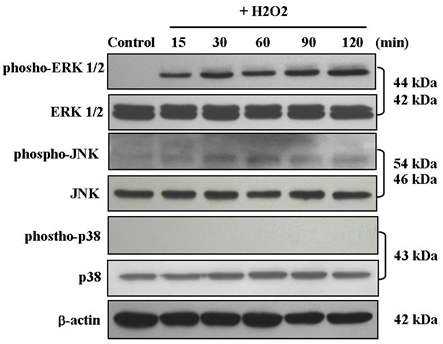 Fig. 28. Time course response of MAP kinase activation in H2O2-exposed human dermal fibroblasts.