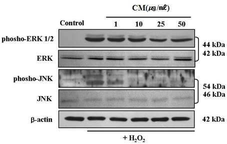 Fig. 29. Inhibitory effect of cordyceps militaris extract on phophorylation of ERK 1/2 and JNK in H2O2-treated human dermal fibroblasts
