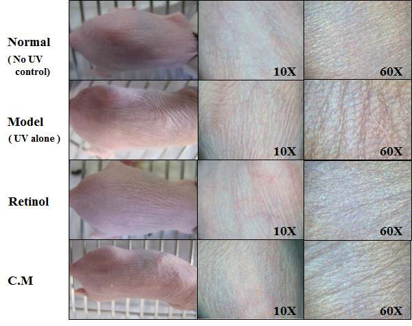 Fig. 30. Effects of cordyceps militaris extract on UV-B irradiation-induced skin wrinkle in hairless mice