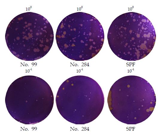 3종의 계태아 섬유아세포에 대한 조류인플루엔자 바이러스를 108.5 EID50/㎖로 접종 후 상층액에 대한 plaque 형성 결과.