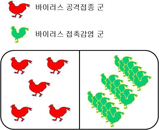 바이러스 접촉 감염 모식도.