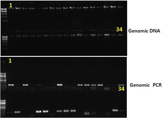 후대병아리 PCR 유전분석 결과.
