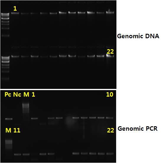 후대병아리 PCR 유전분석 결과.