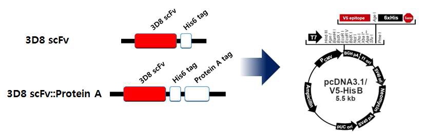 3D8 scFv::protein A/3D8 scFv gene의 pcDNA3.1/V5-HisB vector로의 클로닝.