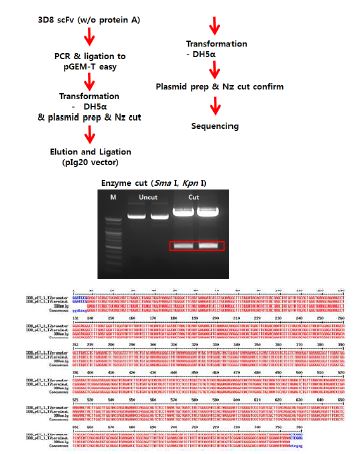 3D8 scFv (w/o protein A)의 pIg20 vector로의 클로닝.