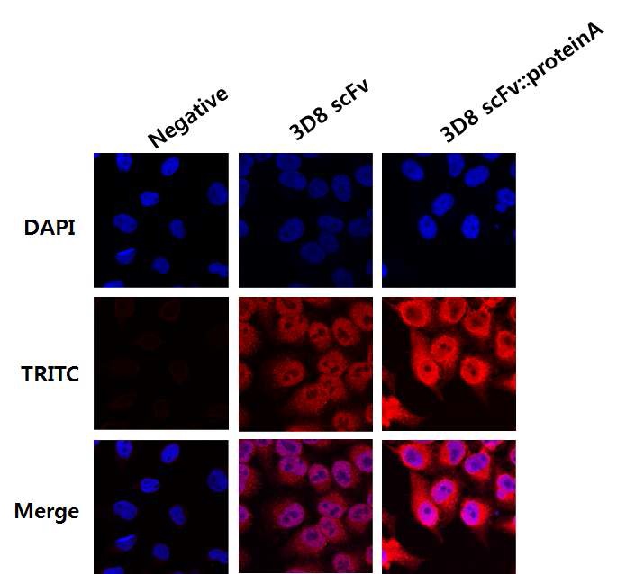 형광 염색을 통한 Confocal microscopy 결과.