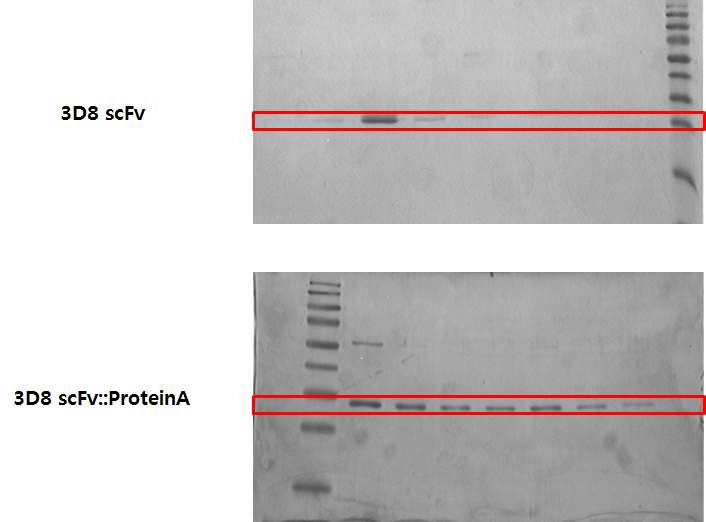 3D8 scFv::protein A/3D8 scFv gene의 pIg20 vector에서의 단백질 발현 및 정제.