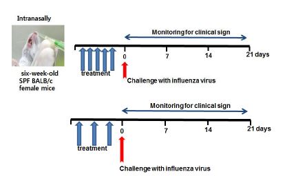 3D8 scFv의 항-바이러스 능 검증을 위한 단백질과 influenza virus 처리 절차 모식도.