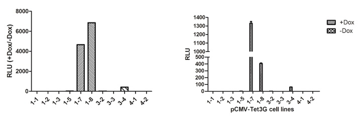 Luciferase assay를 통한 promoter activity 비교 및 라인 선별.