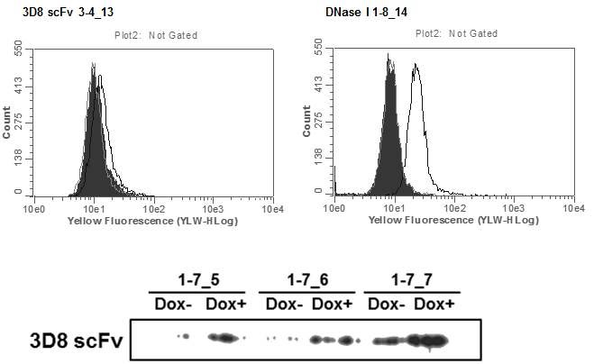 최종적으로 선별된 세포주 line에서의 단백질 발현양상을 western blot과 FACS로 확인.