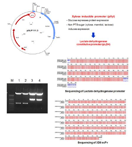 Lactobacillus casei 형질전환을 시키기 위해 사용한 pSLP111.3 vector와 lactate dehydrogenase promoter, 3D8 scFv의 cloning 결과.
