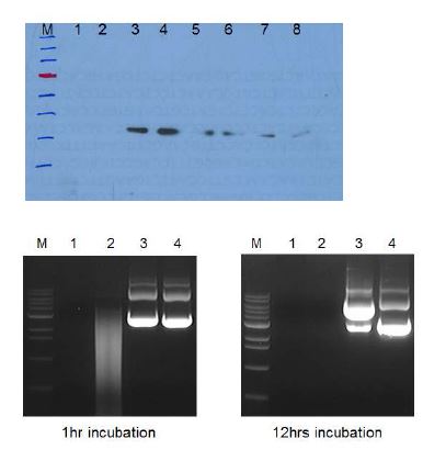MRS media에서 단백질을 발현시킨 후, 이를 IgG sepharose resin을 이용하여 정제한 단백질을 확인한 SDS-PAGE 결과와 정제한 단백질을 통하여 nuclease activity를 확인한 abzyme test 결과