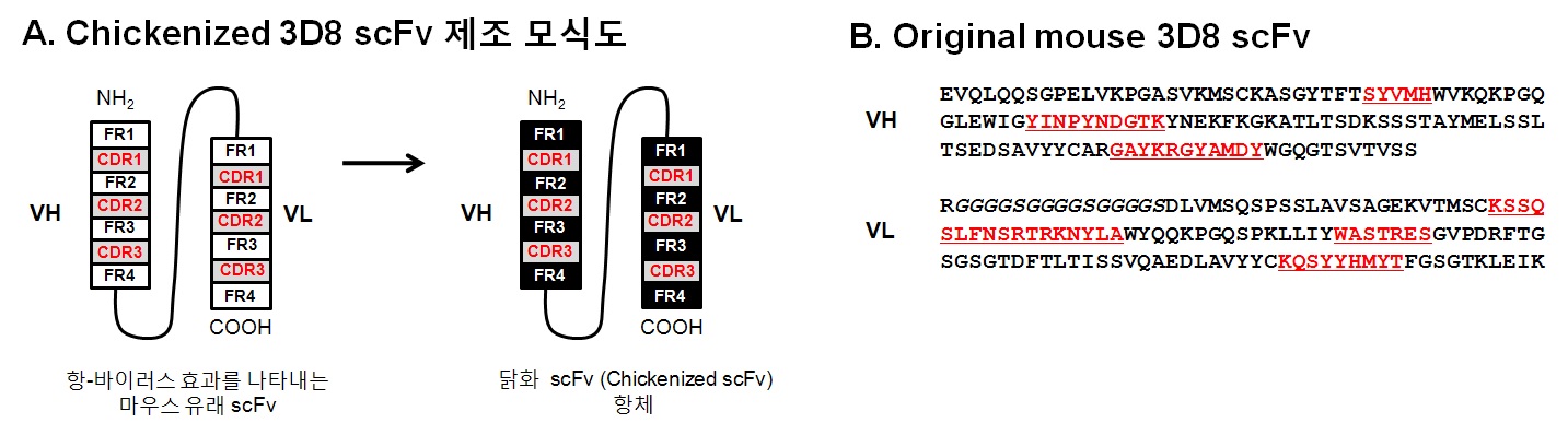 CDR-grafting에 의한 chickenized 3D8 scFv 제조 과정을 설명하는모식도.