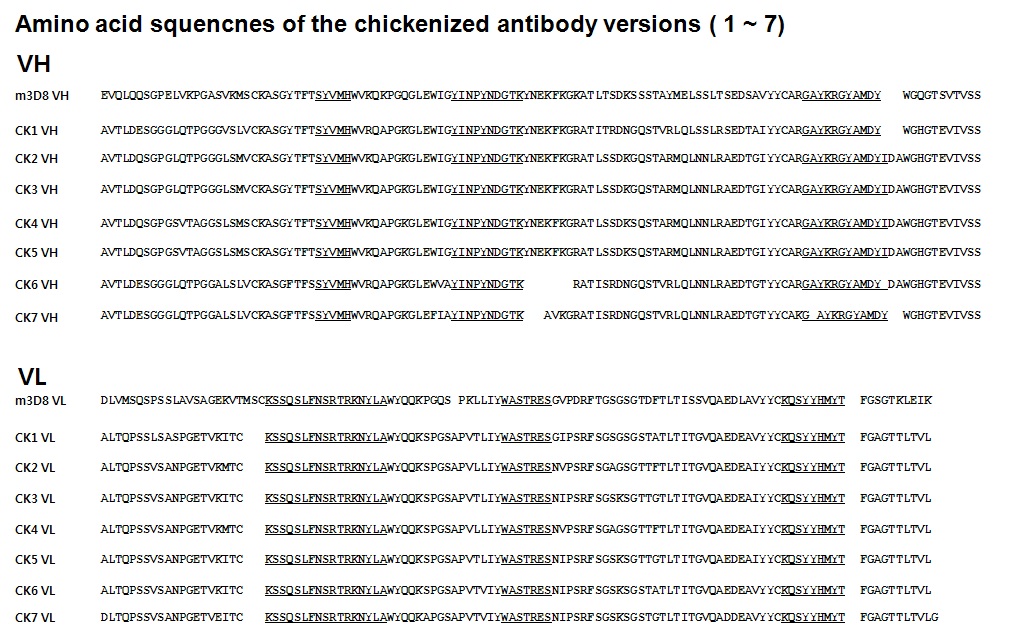 디자인한 닭화 항체 (chickenized antibody) 단백질 정보.