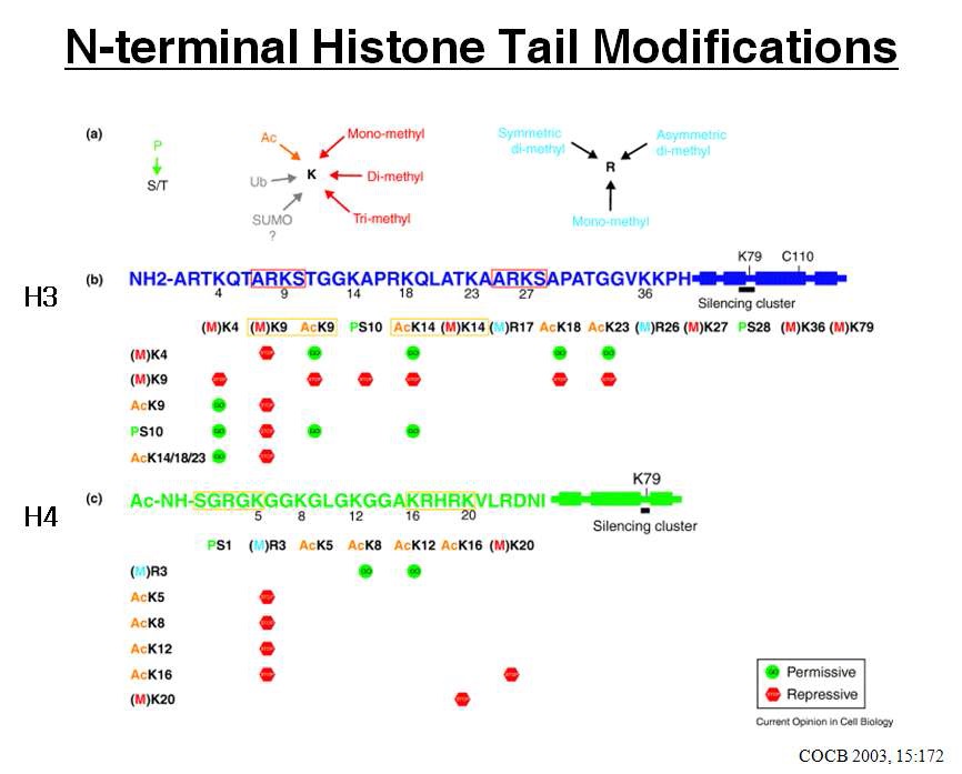 (그림. Histone H3와 H4의 N-terminal tail에 일어나는 화학적 변형)