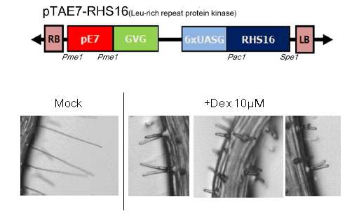 그림 1 Dex-유도성 RHS16의 클론지도 및 형질전환체의 Dex처리 후 뿌리털 표현형 변화 사진