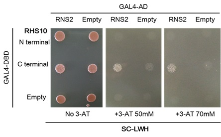 그림 6. RHS10-kinase 도메인과 RNS2와의 상호작용을 보여주는 yeast-2-hybrid 어세이 결과