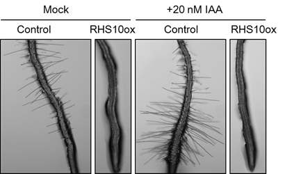 그림 8. 뿌리털에대한 RHS10의 작용에 있어서 옥신의 효과.