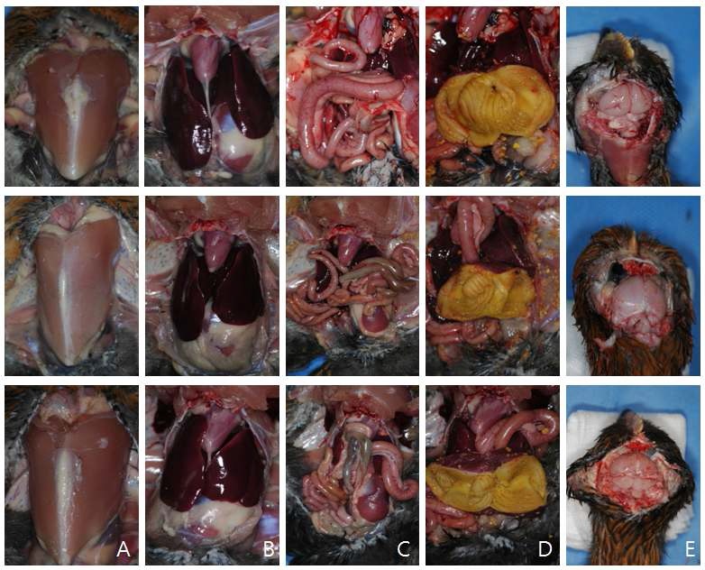 Fig. 1. Necropsy findings of chickens fed fermentated product-containing diet for 28 days
