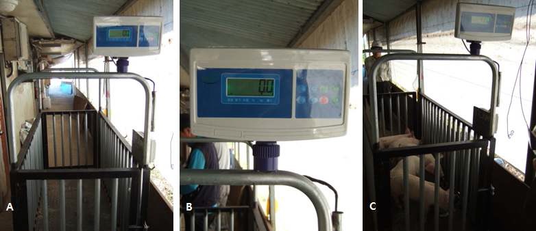 Fig. 4. (A), (B) Weight scale (C) Weight measurements