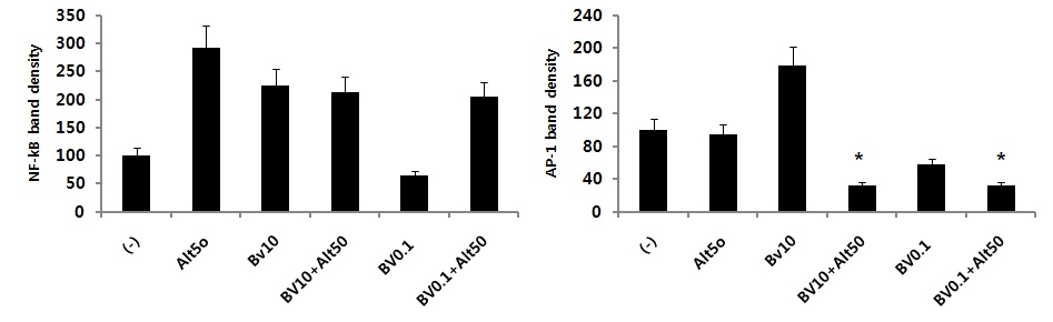 [그림 23. 진균 Alternaria로 유발된 염증반응에서 봉독처리 후 NF-κB와 Ap-1의 발현 변화]
