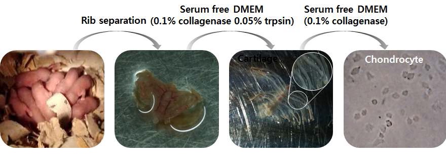 [그림 31. 연골세포 분리 배양]