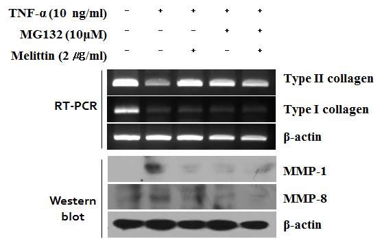 [그림 43. 멜리틴과 NF-κB 저해제를 이용한 연골재생효과 확인]