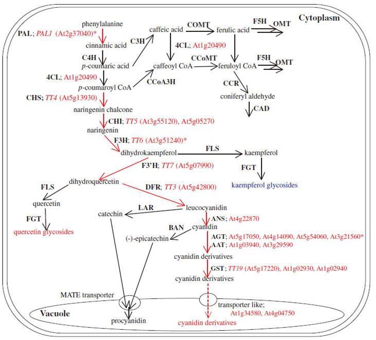 페닐프로파노이드 및 플라보노이드 생합성 경로에서 관련 생합성 유전자 및 생성 대사체 연관성