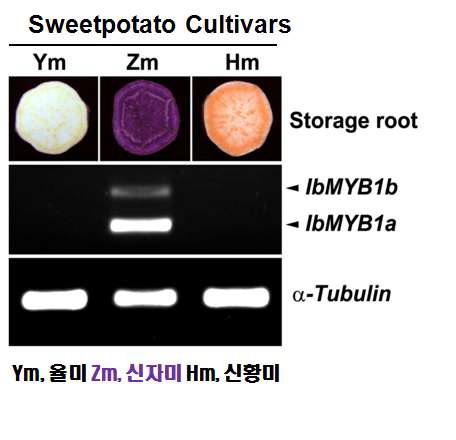 자색고구마(신자미) 덩이뿌리에서 IbMYB1 유전자의 특이적 발현 양상