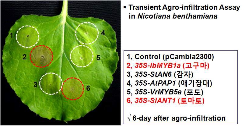 고구마유래 IbMYB1a 유전자 과발현에 의한 담배 잎에서의 안토시아닌 색소 생성