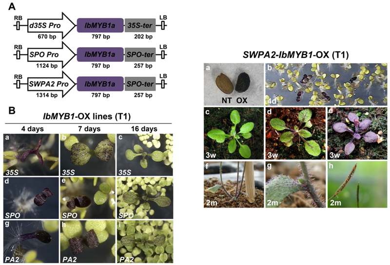 IbMYB1a 유전자 과발현 형질전환 애기장대 식물체 개발 및 그의 자색 표현형