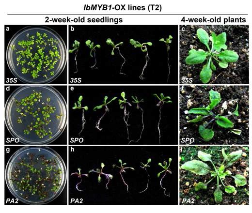 IbMYB1a-OX 형질전환 애기장대 식물체의 생장 및 자색 표현형