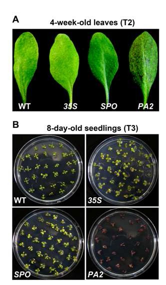 IbMYB1a-OX 형질전환 애기장대 식물체의 성숙한 잎(T2) 및 seedling (T3)에서의 자색 표현형