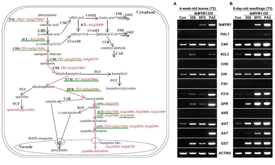 IbMYB1a-OX 형질전환 애기장대 식물체에서 IbMYB1 과발현에 의한 안토시아닌 생합성 유전자들의 발현 증가 양상
