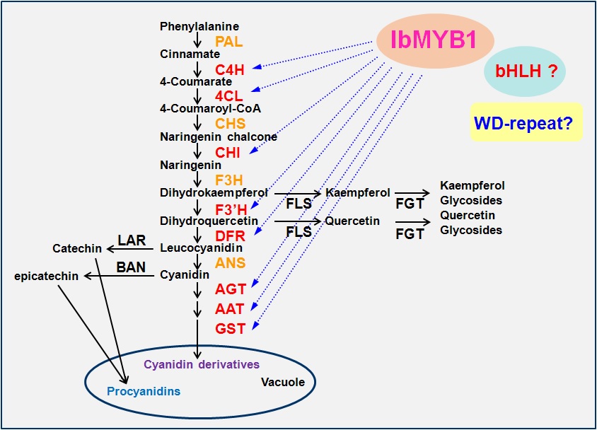 애기장대 식물체에서 IbMYB1a 유전자의 안토시아닌 생합성 구조 유전자들의 전사적 수준에서의 조절에 의한 안토시아닌 색소생성 모델