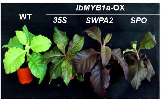 IbMYB1a 유전자 과발현 형질전환 담배 식물체 개발